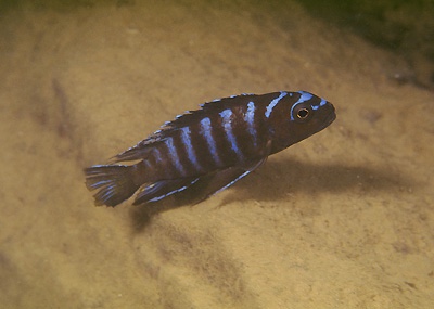 Chindongo sp. 'elongatus nkhata blue' Nkhata Bay
